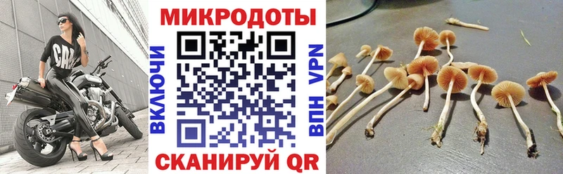 Псилоцибиновые грибы Psilocybine cubensis  omg tor  Луга 